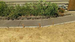 11705299_960728500644516_3339262551624957727_n